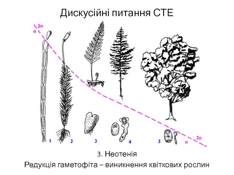 На этой структуре развивается несколько гаметофитов. Эволюция гаметофита и спорофита. Чередование поколений у растений спорофит и гаметофит. Эволюция гаметофита и спорофита схема. Эволюция гаметофита и спорофита у растений.