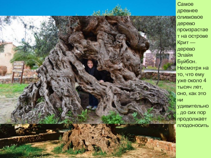Самое древнее оливковое дерево произрастает на острове Крит — дерево Элайя Буйбон. Несмотря на то, что ему