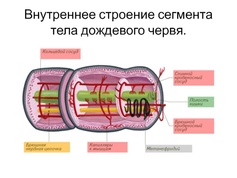 Сегмент дождевого червя. Сегменты тела кольчатых червей. Кольчатые черви строение. Строение сегмента кольчатых червей. Схема строения сегментов тела червей кольчатых.