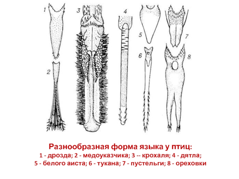 Строение языка дятла картинка