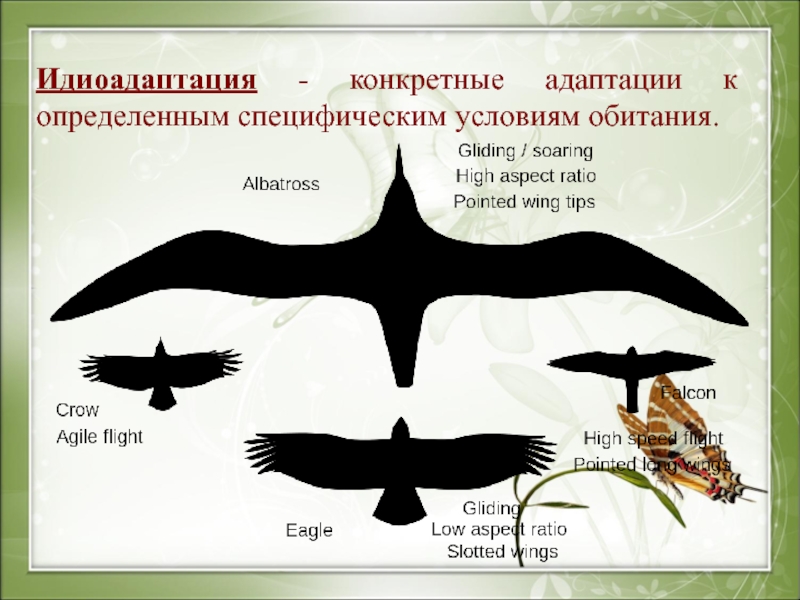 Идиоадаптации у птиц примеры. Идиоадаптация. Идиоадаптация примеры у животных. Идиоадаптация птиц. Виды идиоадаптации.