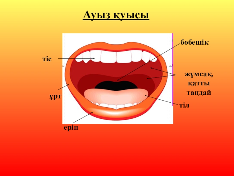Ауыз алу. Ауыз картинка. АС ?орыту ж?йесі презентация. Ауыз куысынын гигиенасы картинки.