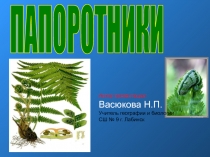 Папоротники