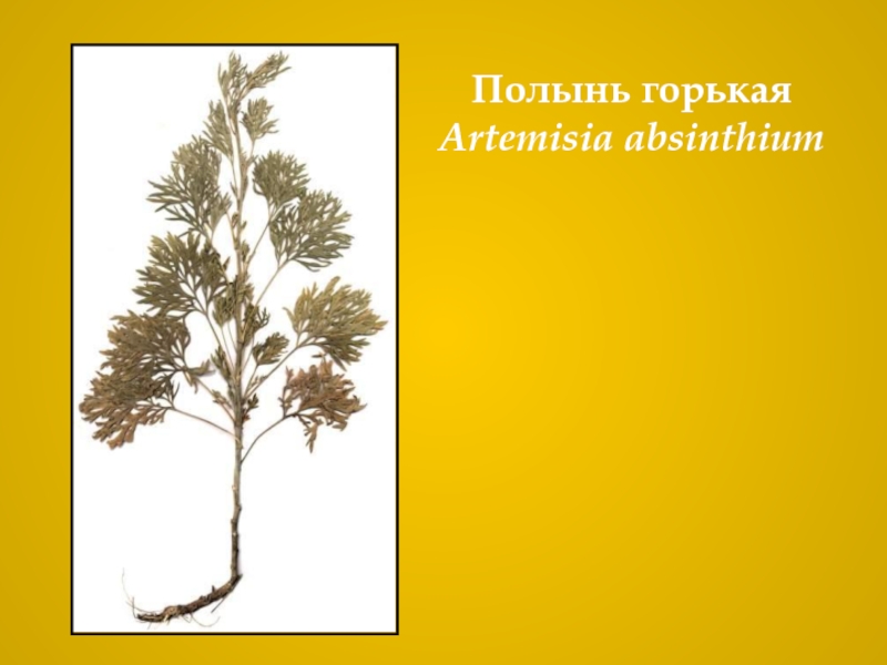 Полынь горькаяArtemisia absinthium