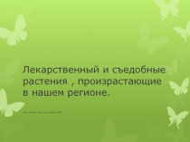 Лекарственный и съедобные растения, произрастающие в нашем регионе