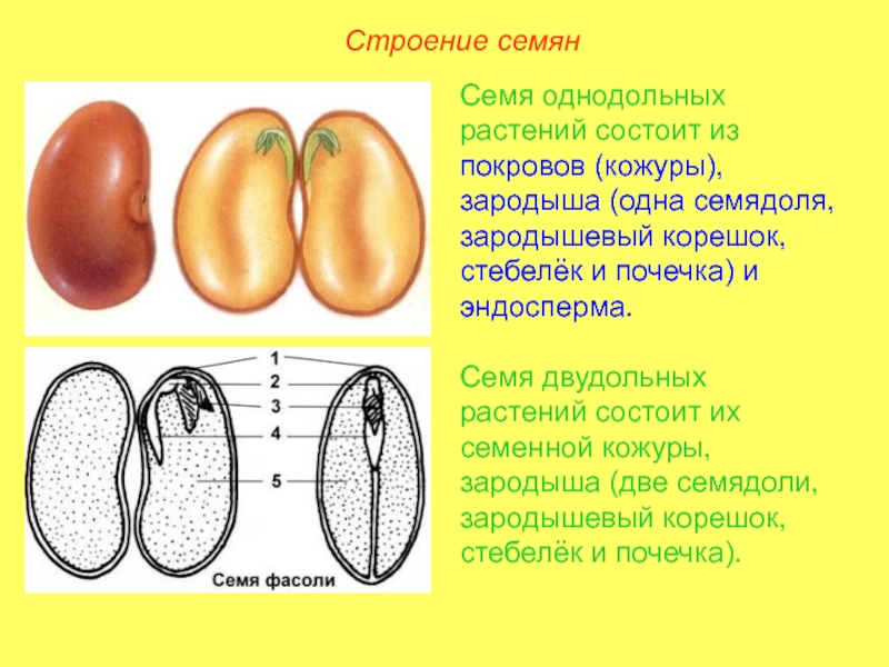 Выбери картинки на которых представлены семена однодольных растений