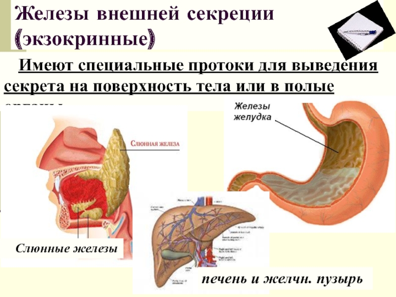 Печень внутренняя железа. К железам внешней секреции относят железы желудка. Печень железа внешней секреции. Слюнные железы внешней секреции. Печень железа внутренней секреции.