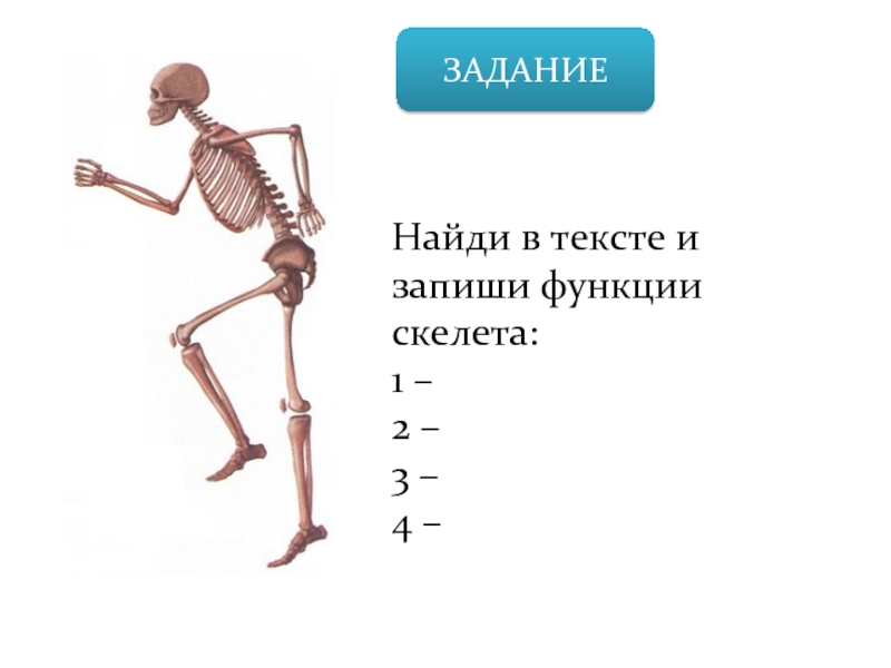 ЗАДАНИЕНайди в тексте и запиши функции скелета:1 –2 –3 –4 –