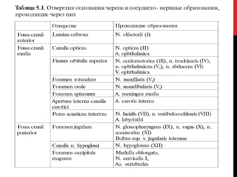 Оперативная и топографическая. Топографическая анатомия в схемах и таблицах. Отверстия основания черепа и их содержимое. Топографическая анатомия в таблицах. Отверстия основания черепа и что в них проходит.