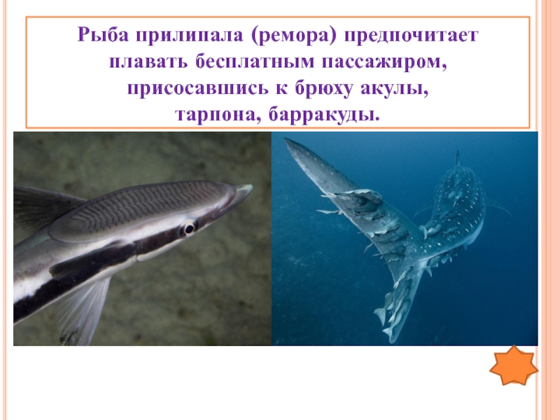 Акула рыба прилипала тип взаимодействия. Рыба прилипала. Рыбы прилипалы. Рыба прилипала и акула. Рыбы прилипалы и акулы.