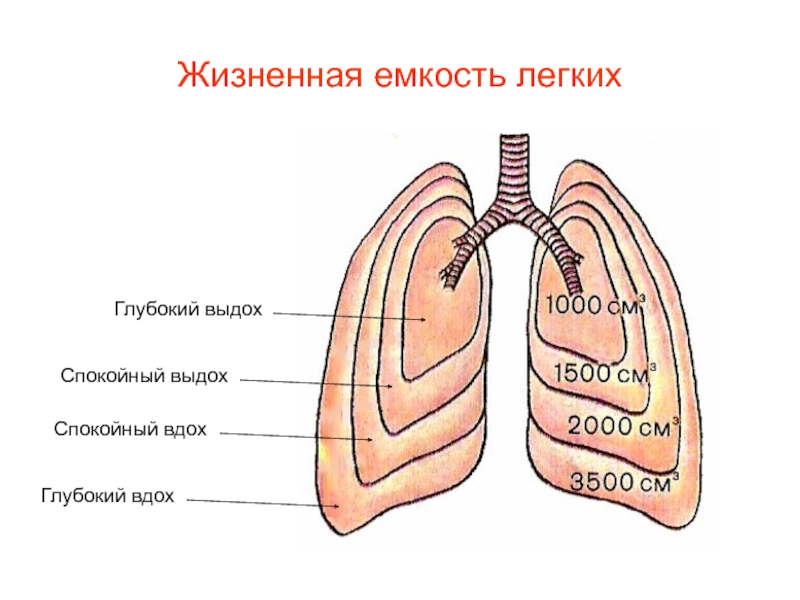 Жизненная емкость легких схема