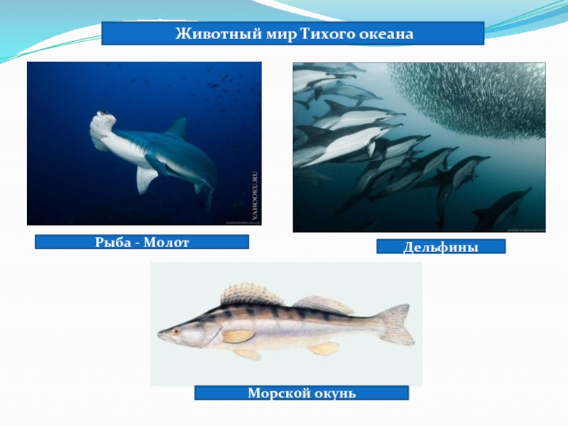 Рыба - Молот Животный мир Тихого океанаДельфиныМорской окунь
