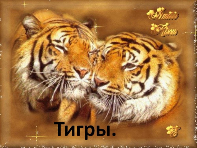 Презентация Тигры
