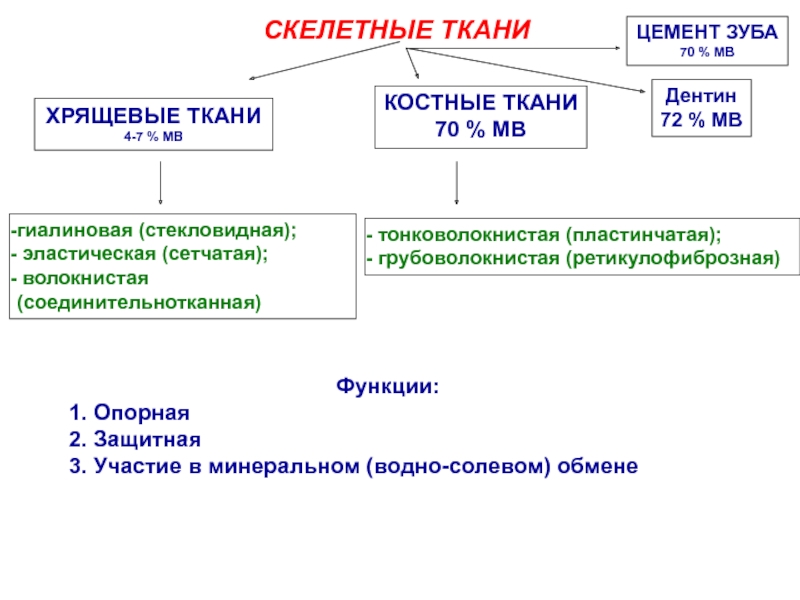 Скелетные ткани презентация