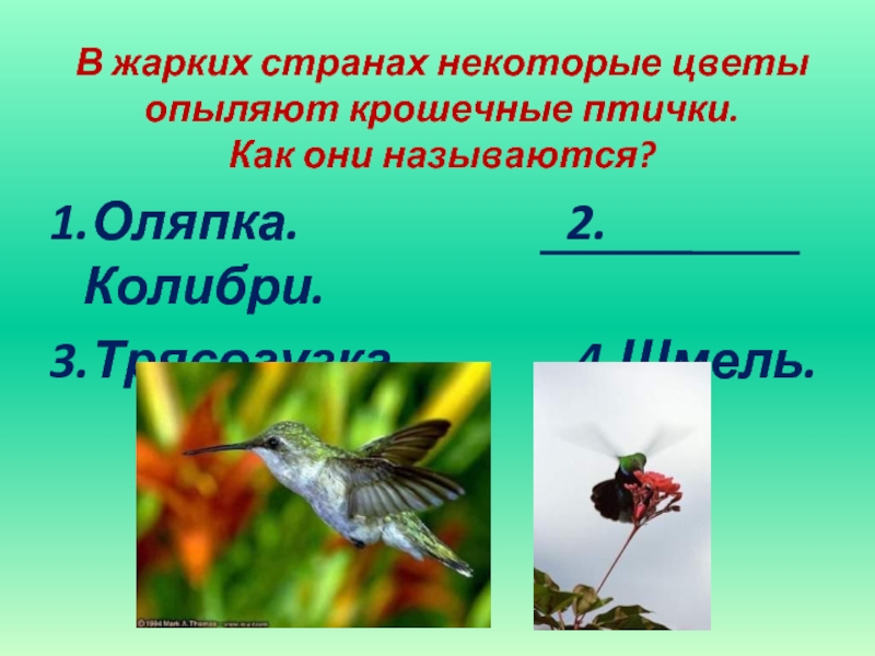 В жарких странах некоторые цветы опыляют крошечные птички.  Как они называются? 1.Оляпка.