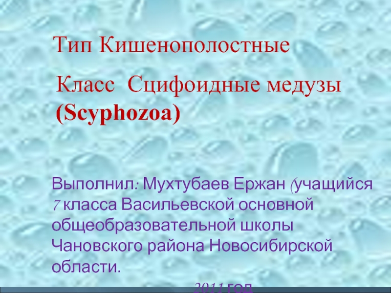 Тип Кишенополостные Класс Сцифоидные медузы (Scyphozoa)