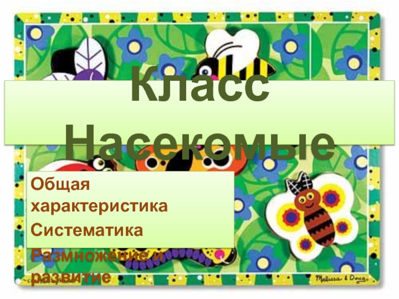 Презентация Класс Насекомые