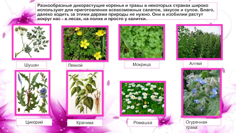 Травяные растения примеры