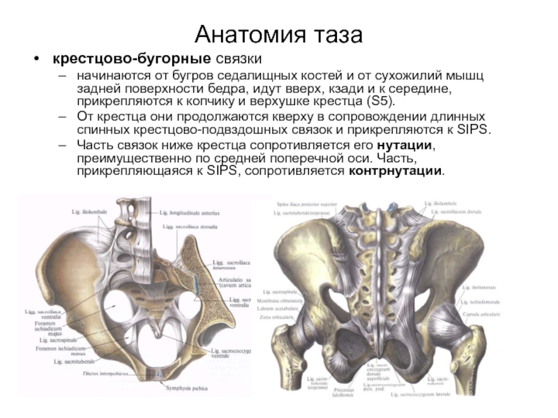 Седалищный бугор где находится у человека фото