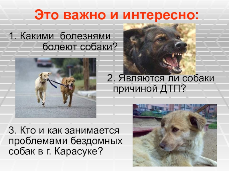 Почему собаки болеют. Какими болезнями болеют собаки. Важная собака. Эпидемиологическая ситуация бродячими собаками Казахстане. Почему летом болеют собаки.