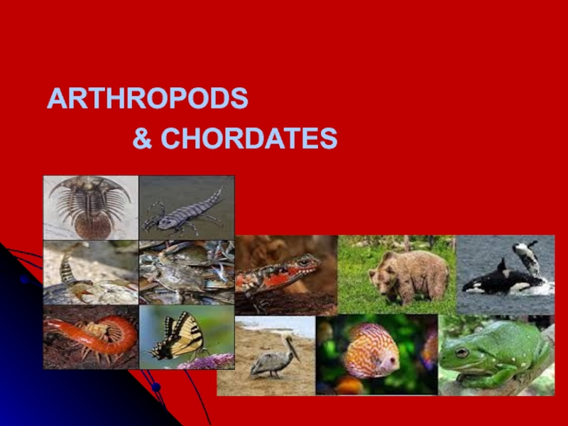 ARTHROPODS
& CHORDATES