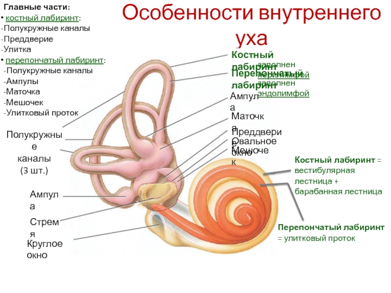 Содержимое внутреннего уха. Строение костного и перепончатого Лабиринта внутреннего уха. Перепончатый Лабиринт внутреннего уха строение. Перепончатый Лабиринт улитки внутреннего уха. Внутреннее ухо перепончатый Лабиринт анатомия.