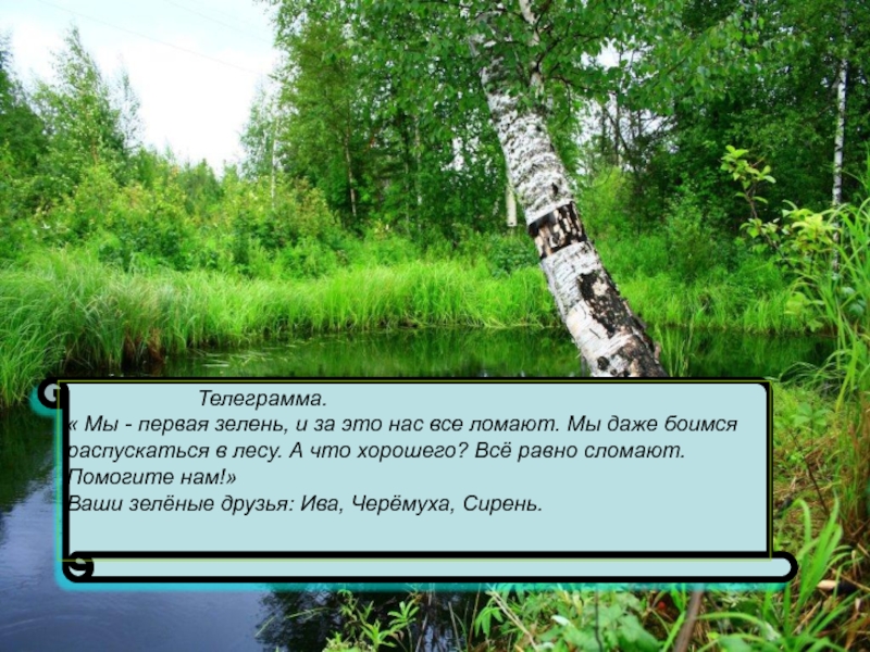 В природе есть удивительные праздники первая зелень. Самая ранняя зелень в лесах. Первая зелень предложение. Телеграмм природа России. Мы первая зелень и нас часто срывают.