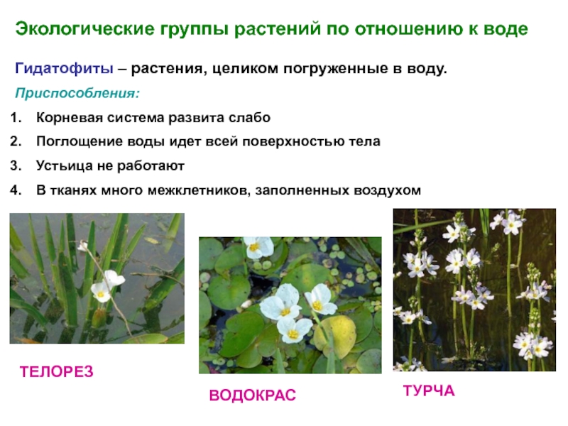 Экологические группы растений по отношению к таблицу