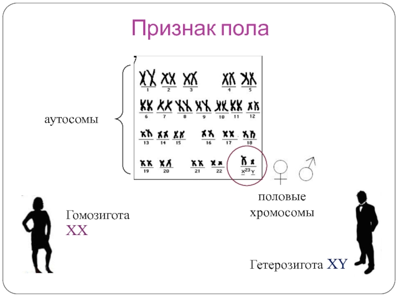 Признак полаГомозигота XXГетерозигота XYаутосомыполовые хромосомы