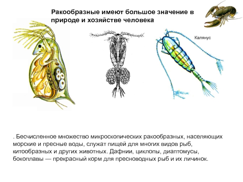 Ракообразные презентация 7 класс биология. Дафнии, циклопы Членистоногие. Дафнии циклопы бокоплавы. Ракообразные низшие дафнии и циклопы. Рачки дафнии и циклопы.