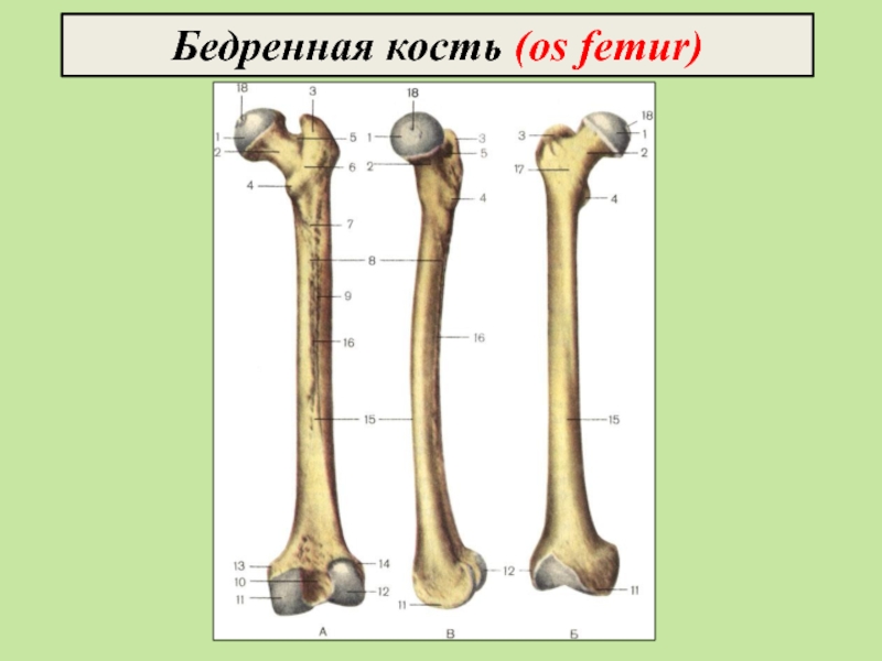 Бедренная н. Межвертельный гребень.