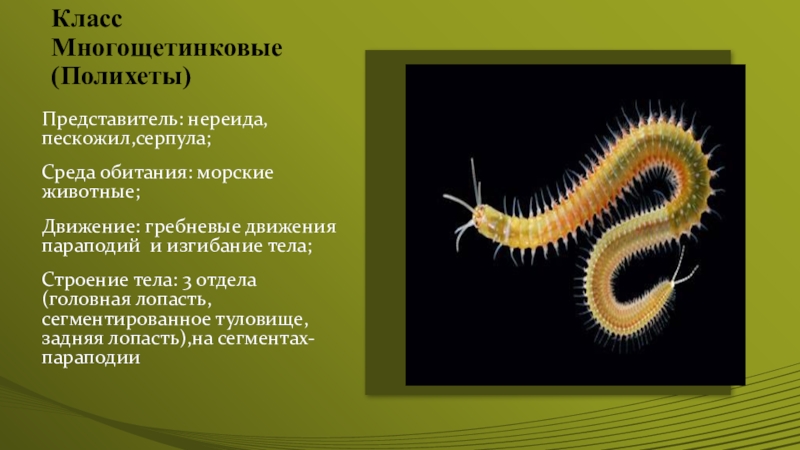 Образ жизни многощетинковых. Класс многощетинковые черви Нереида. Класс многощетинковые строение. Класс многощетинковые черви движения. Класс многощетинковые черви строение.