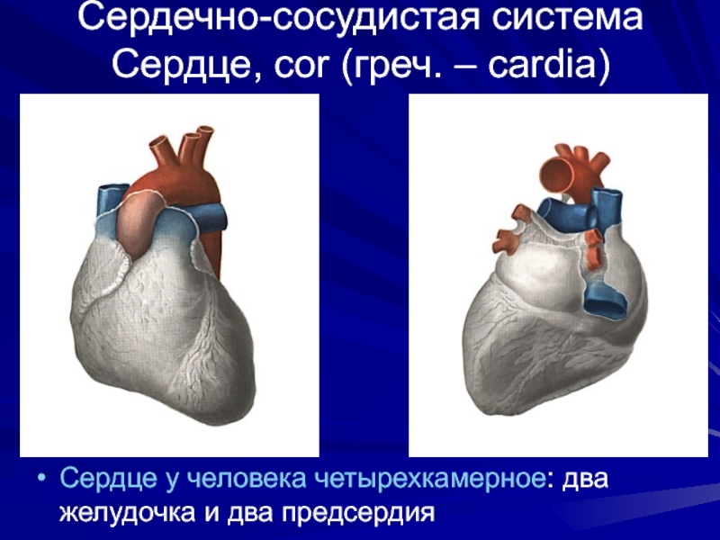 Четырёхкамерное сердце. Четырехкамерное сердце. Сердце слайд для презентации. Ангиология сердце. Четырехкамерное сердце наличие диафрагмы