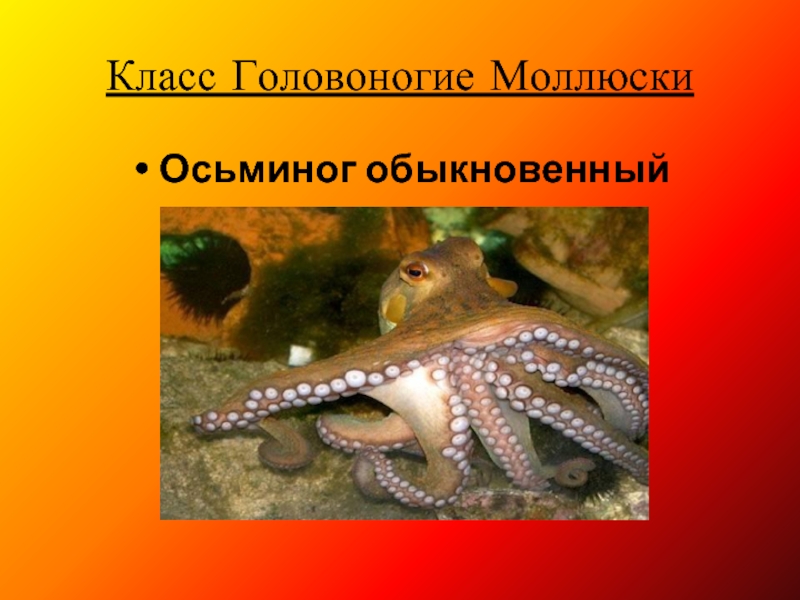 Класс Головоногие МоллюскиОсьминог обыкновенный