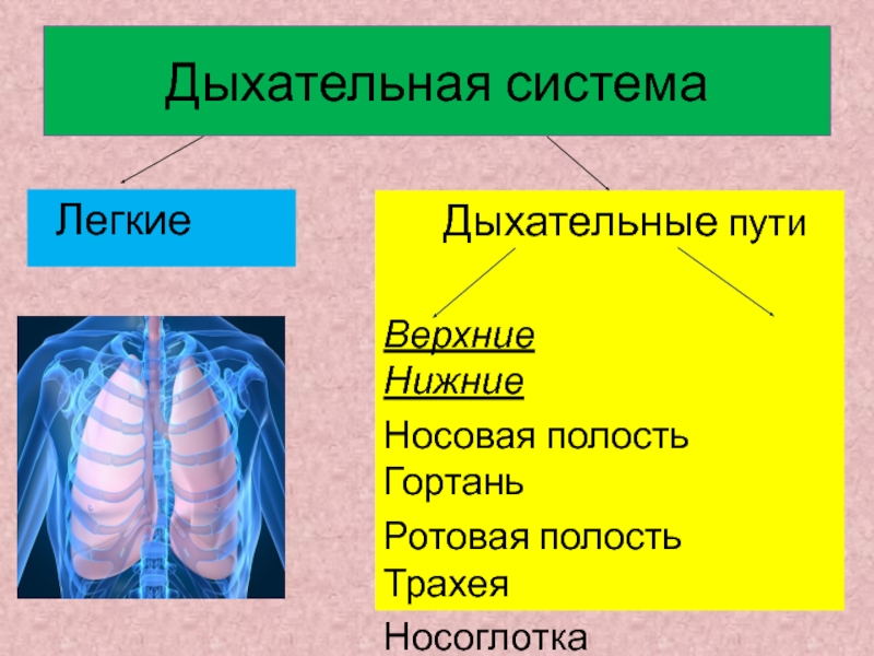 Дыхательная система презентация