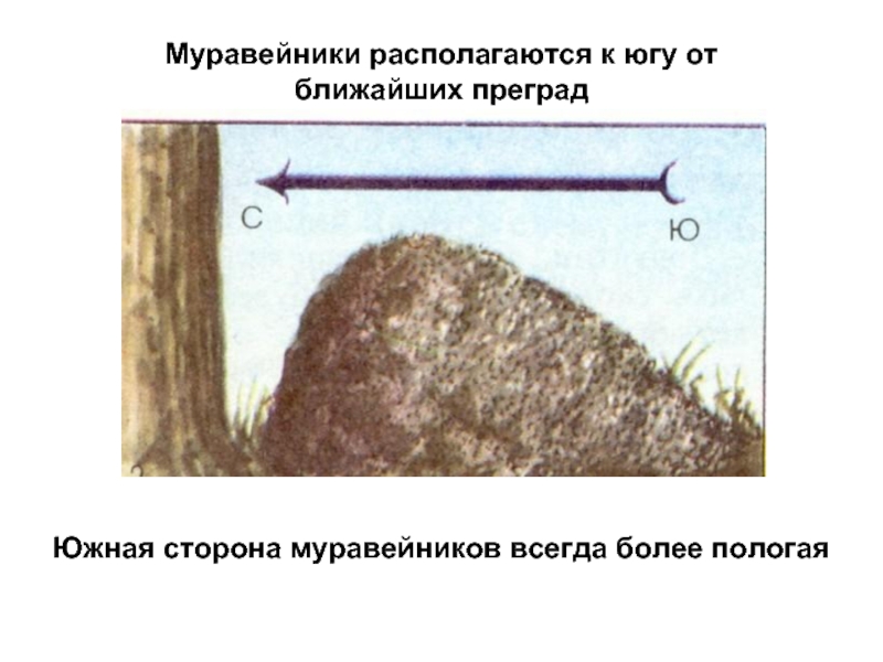 Как по муравейнику определить стороны света рисунок