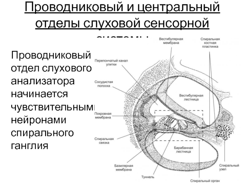 Сенсорные слуховые расстройства презентация