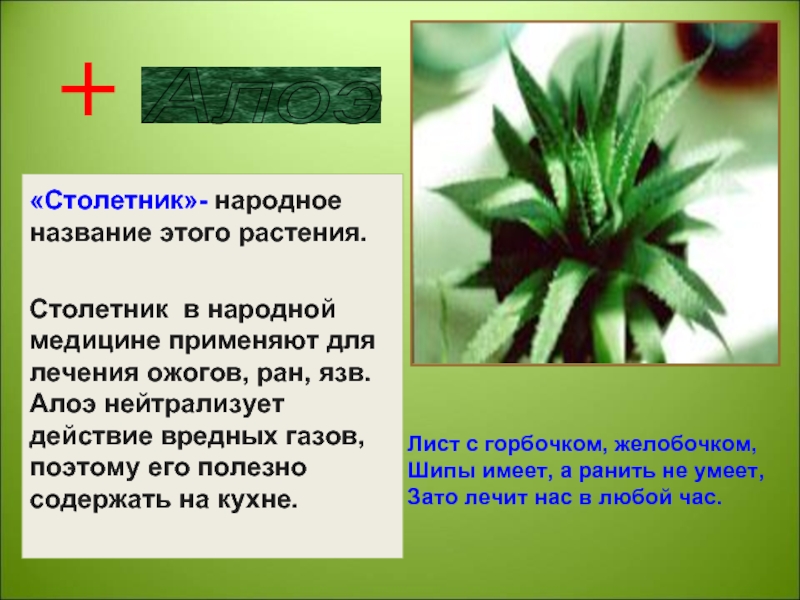 Алоэ «Столетник»- народное название этого растения.Столетник в народной медицине применяют для лечения ожогов, ран, язв.Алоэ нейтрализует действие
