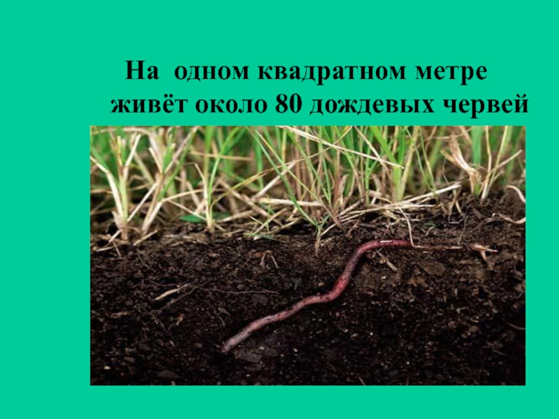 Листовой опад дождевой червь еж. Движение червя в почве. Передвижение дождевого червя в почве. Дождевые черви в почве. Дождевой червь и его движение в почве.
