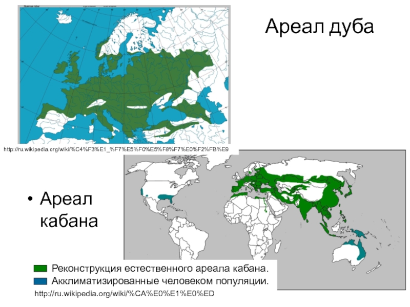 Карта произрастания березы в россии