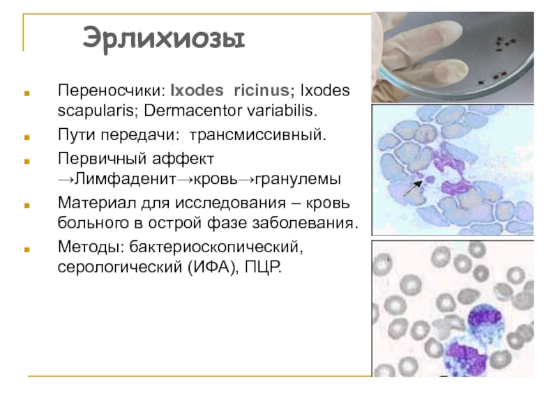 Эрлихиоз презентация инфекционные болезни