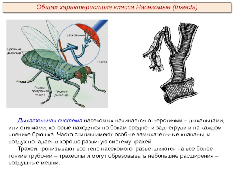 Дыхательная система насекомых начинается отверстиями – дыхальцами, или стигмами, которые находятся по бокам средне- и заднегруди и