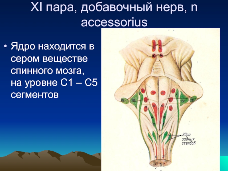 11 пара. Локализация ядер добавочного нерва. Добавочный нерв (n. accessorius) – XI пара патология. Добавочный нерв спинного мозга. XI пара - добавочный нерв (n. accessorius).