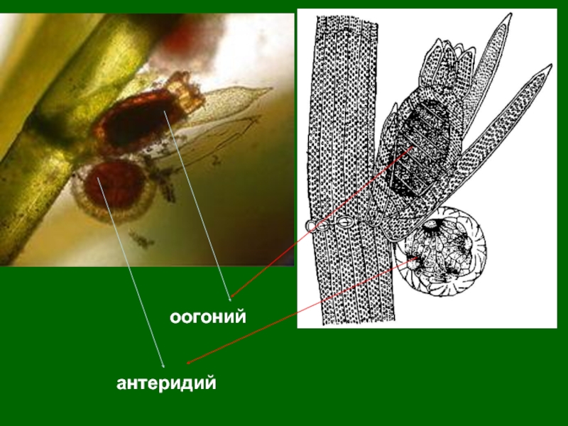 Хара класс. Хара антеридий. Хара оогоний и антеридий. Хара водоросль оогоний. Хара водоросль антеридии.