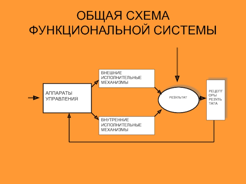 Функциональный механизм. Функциональная система адаптации. Схема функциональной системы адаптации. Механизмы функциональной системы. Роль исполнительных механизмов функциональной системы выполняет.