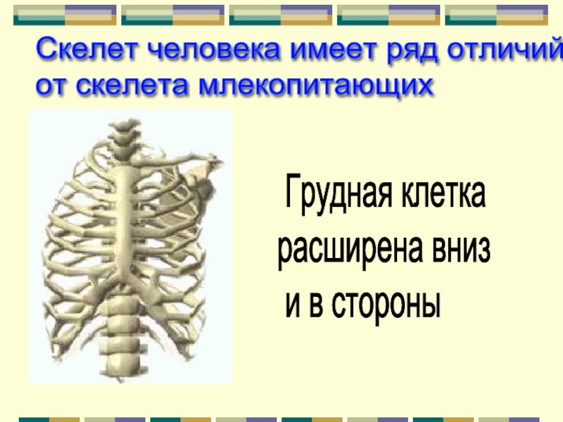 Отличия скелета человека от млекопитающего. Скелет грудной клетки млекопитающих. Грудная клетка человека и млекопитающих. Отличие скелета человека от скелета млекопитающих. Кости грудной клетки млекопитающих.