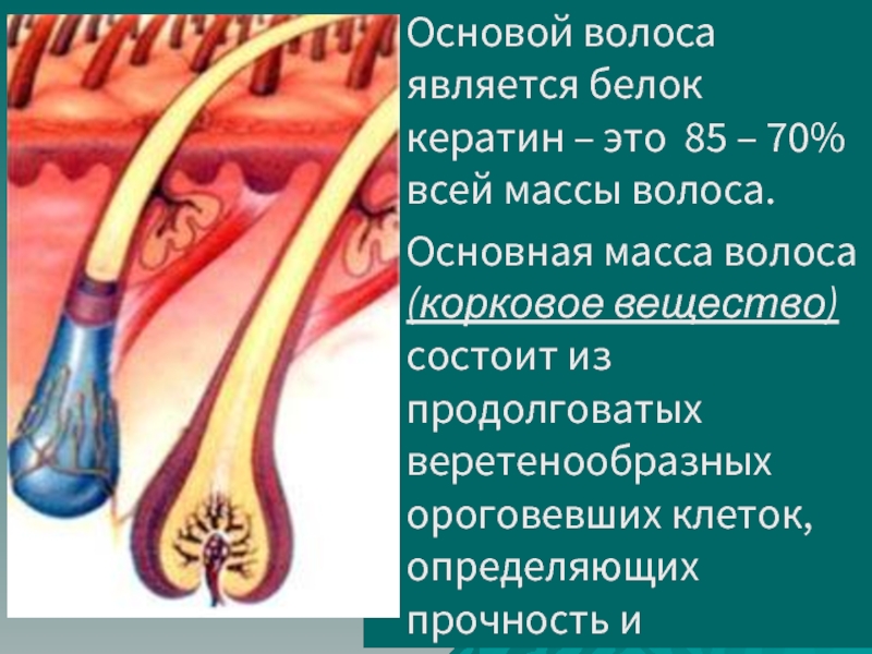 Основа волос. Корковое вещество волоса состоит из. Белок волос структура. Эластичность волос. Из чего состоит белок волоса.