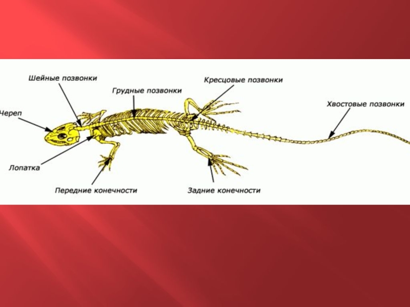 Отделы позвоночника у рептилий. Конечности рептилий. Передние конечности рептилий. Передние и задние конечности пресмыкающихся. Передняя конечность пресмыкающихся.