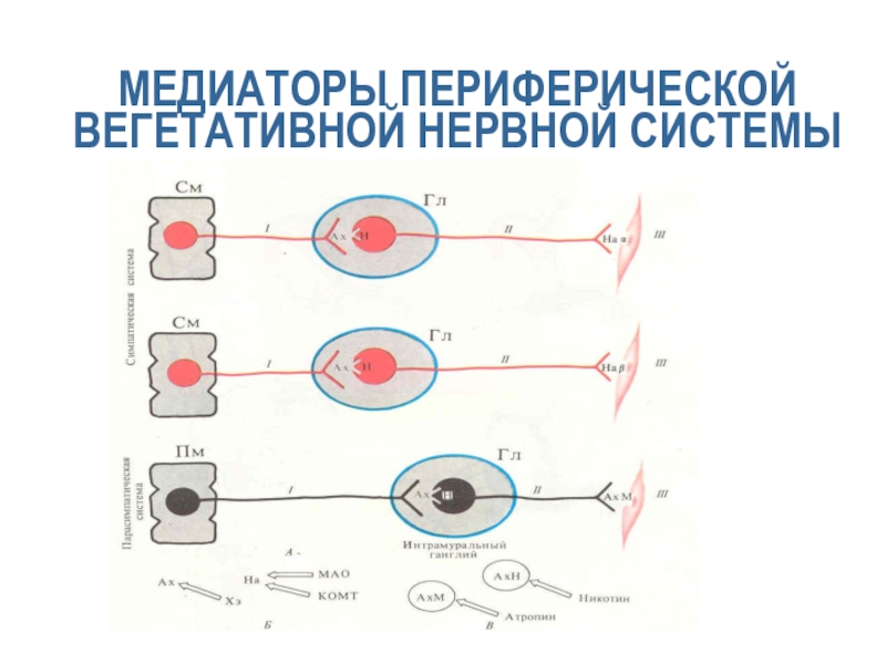 Идиопатическая периферическая вегетативная