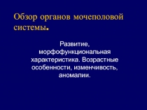 Обзор органов мочеполовой системы 